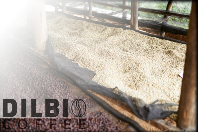 coffee beans laid out on traditional beds after harvesting
