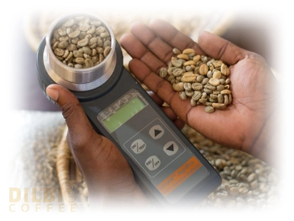 close-up of coffee exporter rep holding a q-grader miosture detection device with ethiopian green coffee beans inside
