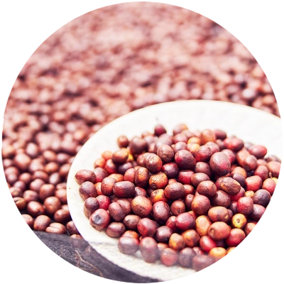 close-up aof freshly picked coffee cherries