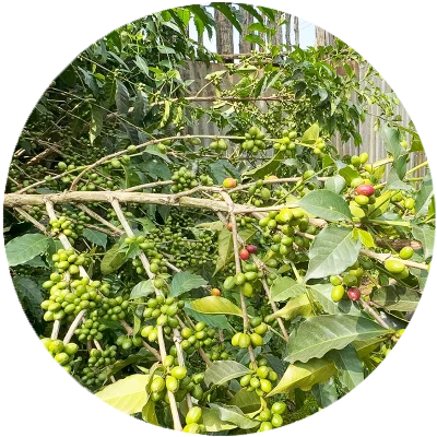 ethiopian green coffee bean cherries growing in natural organic habitat