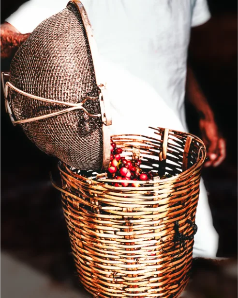 farm worker processing coffee cherries at harvest