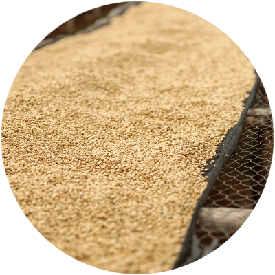 zoom-in of dried coffee beans on drying bed similar to ethiopian green coffee beans wholesale processing