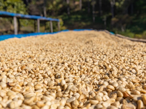 coffee beans drying in open air sunlight
