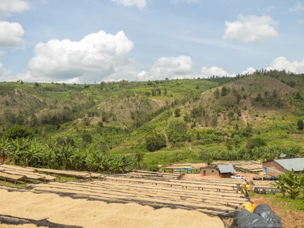 coffee beans drying on sun beds in highlands similar to ethiopian green coffee beans wholesale