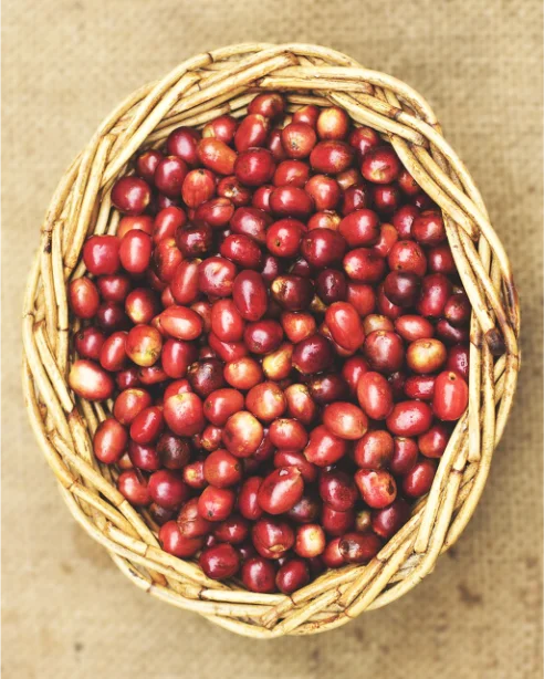ثمار البن الحمراء الناضجة في سلة خشبية تقليدية منسوجة يدويًا