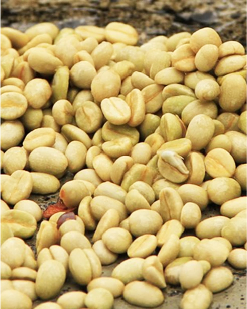 حبوب البن الأخضر المقشّرة على الطاولة