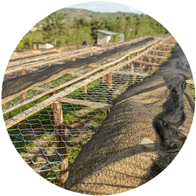 حبوب البن تجفّ على المزرعة في يومٍ مشمس