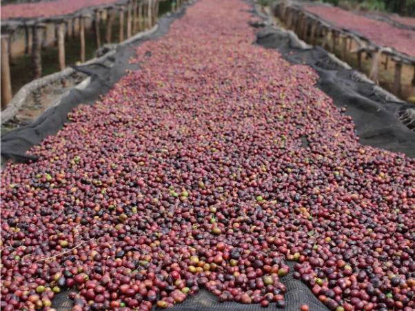 سرير واسع من ثمار البن الكاملة وفقًا لطرق المعالجة الطبيعية للبن الإثيوبي الأخضر في سيدامو وييرغاتشيف